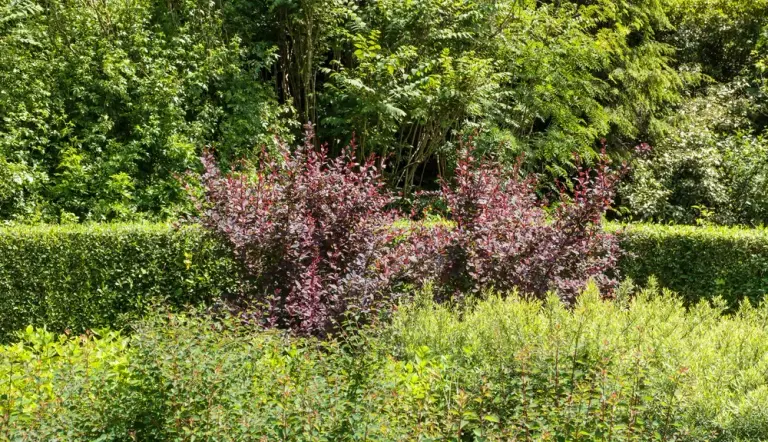 Барбарис Тунберга 'Atropurpurea'