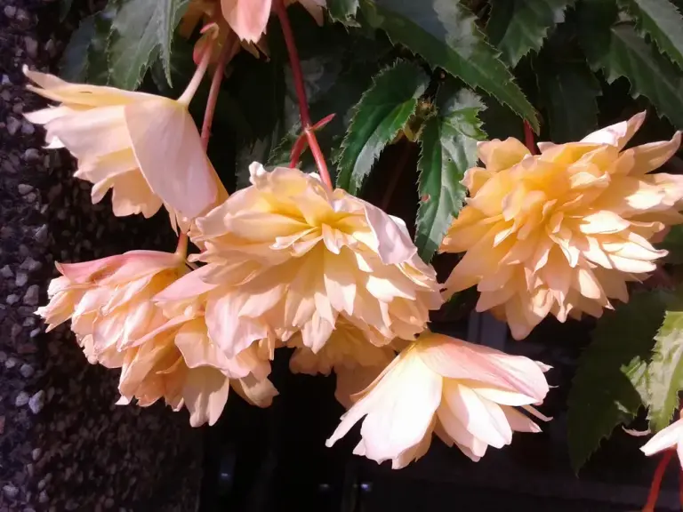 Бегонія ампельна 'Illumination Orange'