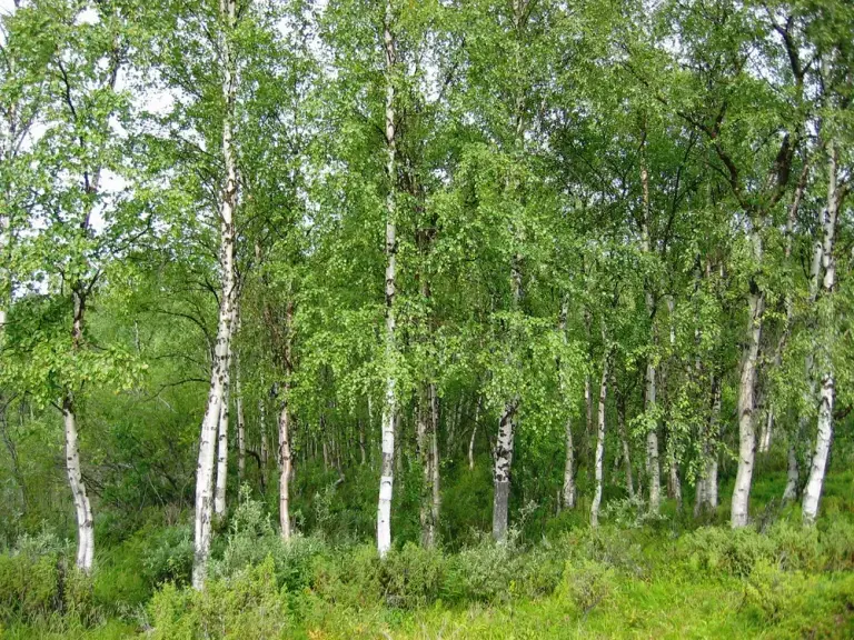 Береза 'Youngii'