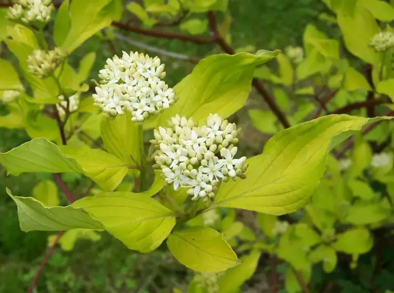 Дерен білий 'Elegantissima'