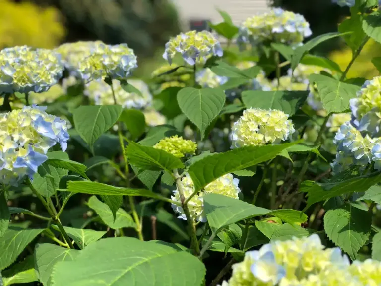 Гортензія 'Nikko Blue'