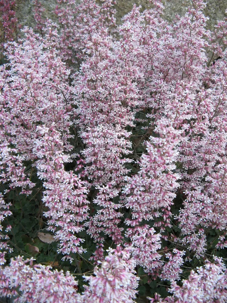 Гейхера 'Palace Purple'