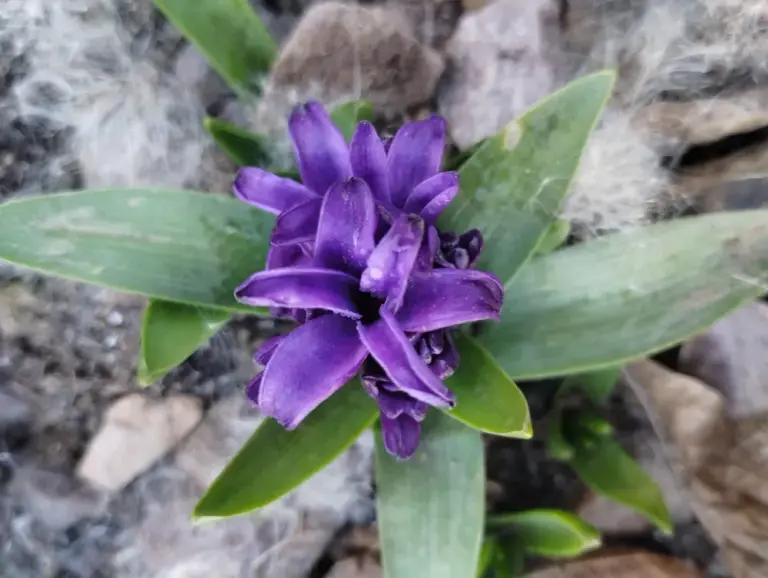 Гіацинт 'Blue Jacket'