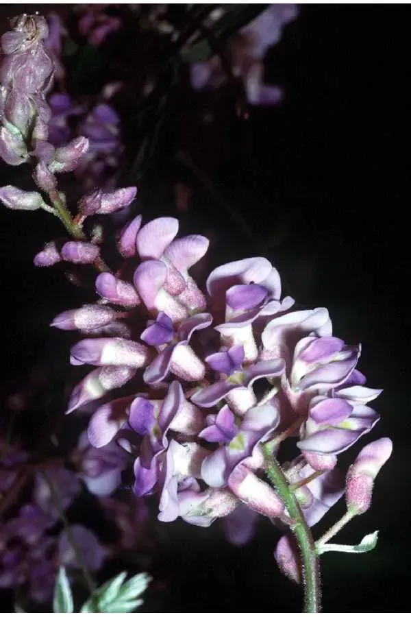 Гліцинія 'Amethyst Falls'