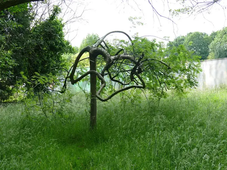 Горобина звичайна 'Pendula'