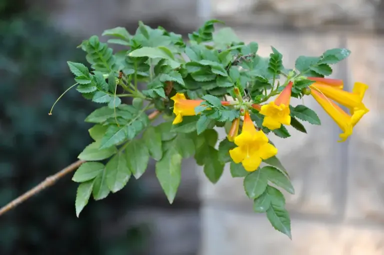 Кампсис укорінений 'Flava'