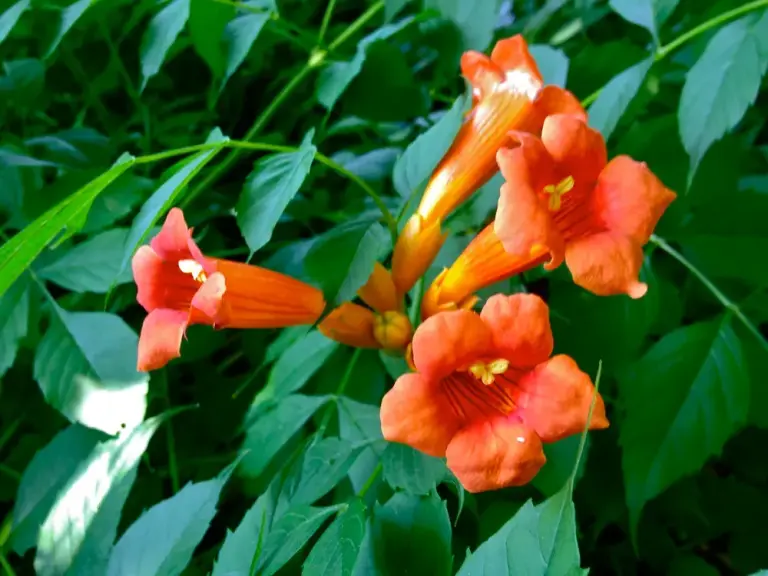 Кампсис укорінений