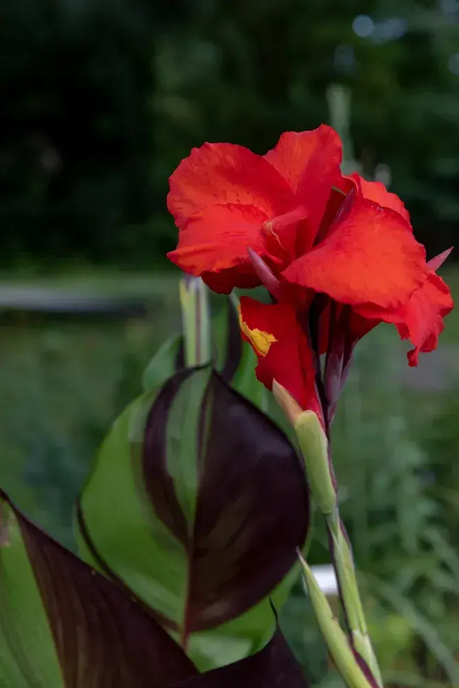 Канна 'Cleopatra'
