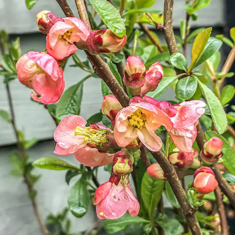 Хеномелес 'Pink Lady'