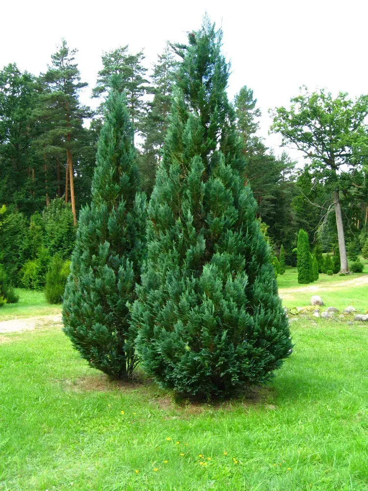 Кипарисовик Лавсона 'Columnaris'