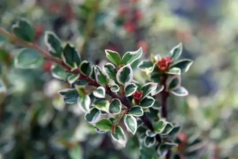 Кизильник горизонтальний 'Variegatus'