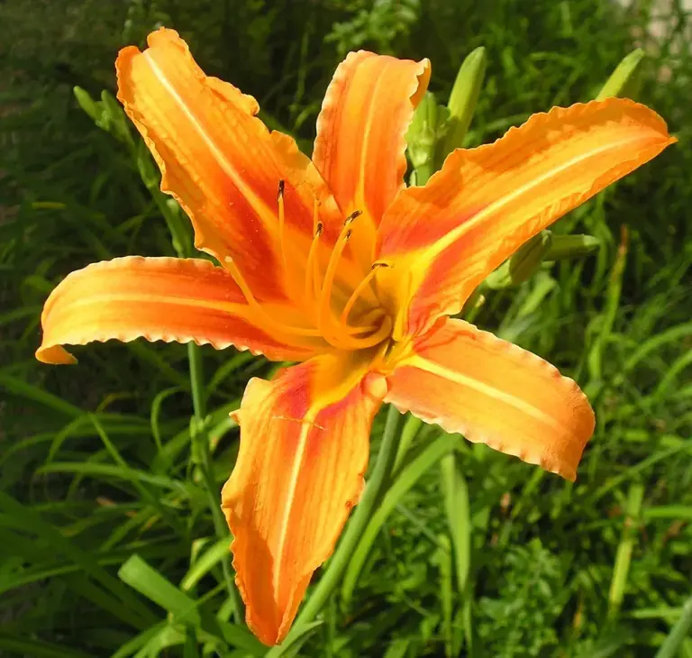 Лілійник