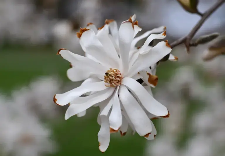 Магнолія зірчаста 'Royal Star'