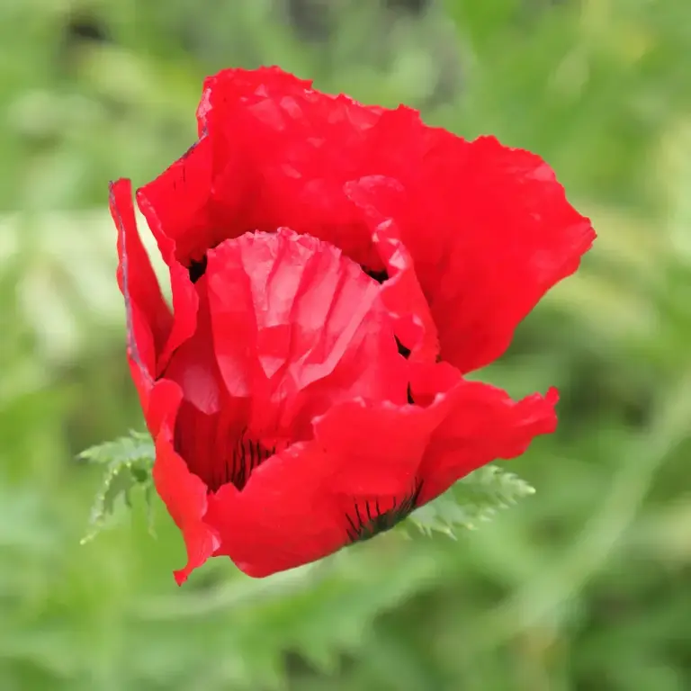 Мак східний 'Beauty of Livermere'