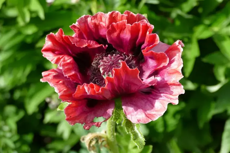 Мак східний 'Patty's Plum'