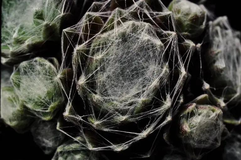 Молодило 'Cobweb'