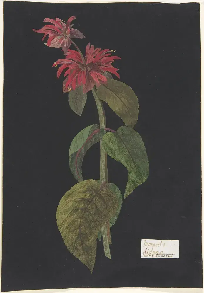 Монарда 'Cambridge Scarlet'