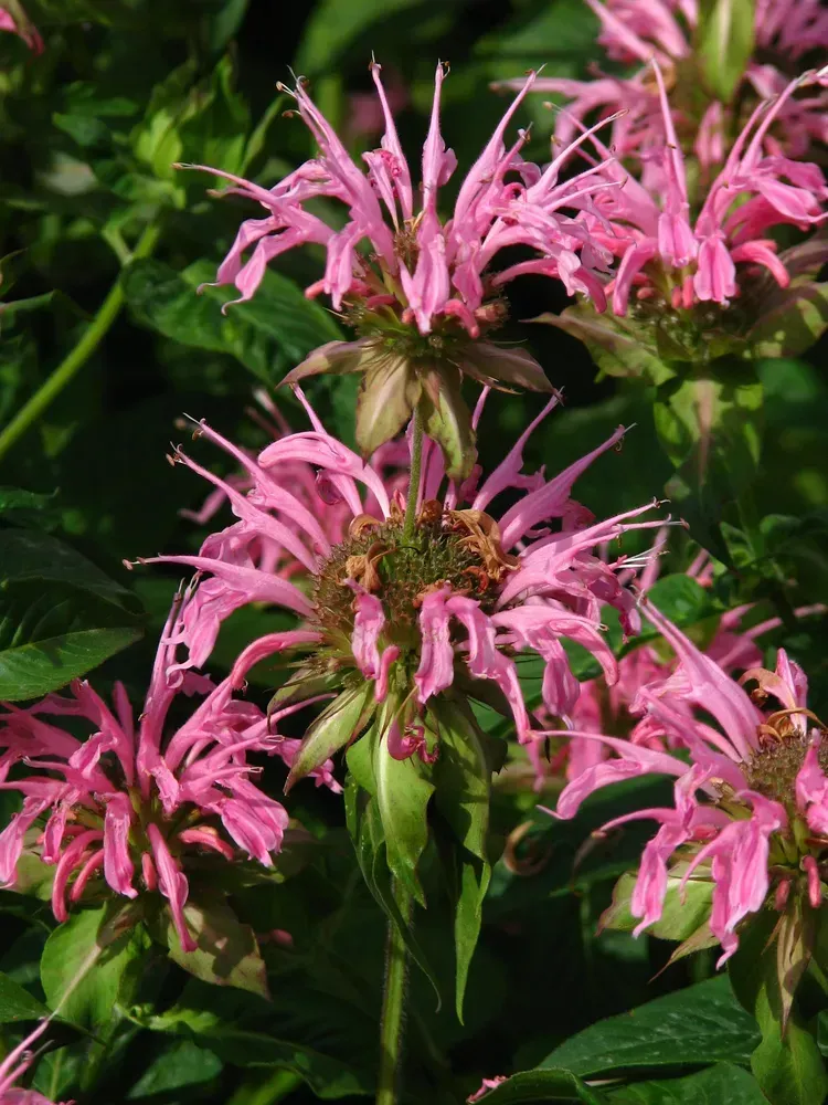 Монарда 'Croftway Pink'