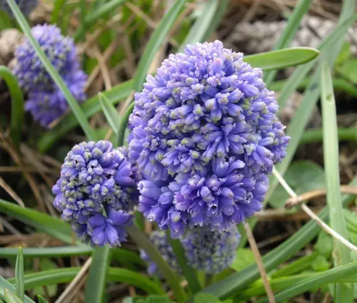 Мускарі 'Blue Spike'