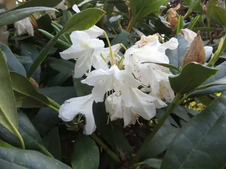 Рододендрон 'Cunningham's White'