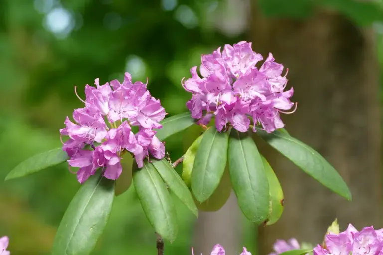 Рододендрон 'Roseum Elegans'