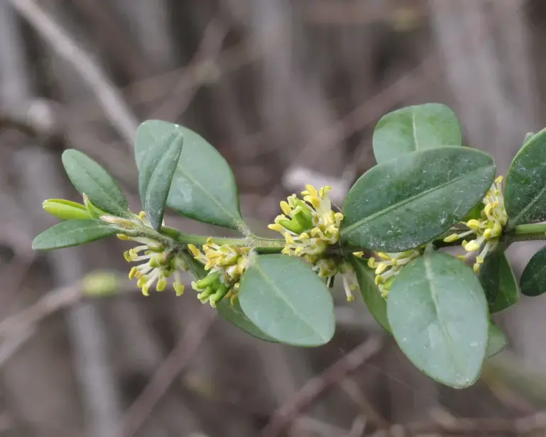Самшит вічнозелений 'Suffruticosa'