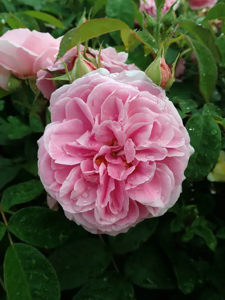 Троянда 'Gertrude Jekyll'
