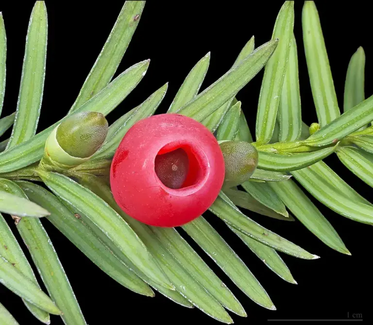 Тис 'Fastigiata'