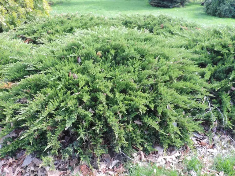 Ялівець козацький 'Tamariscifolia'