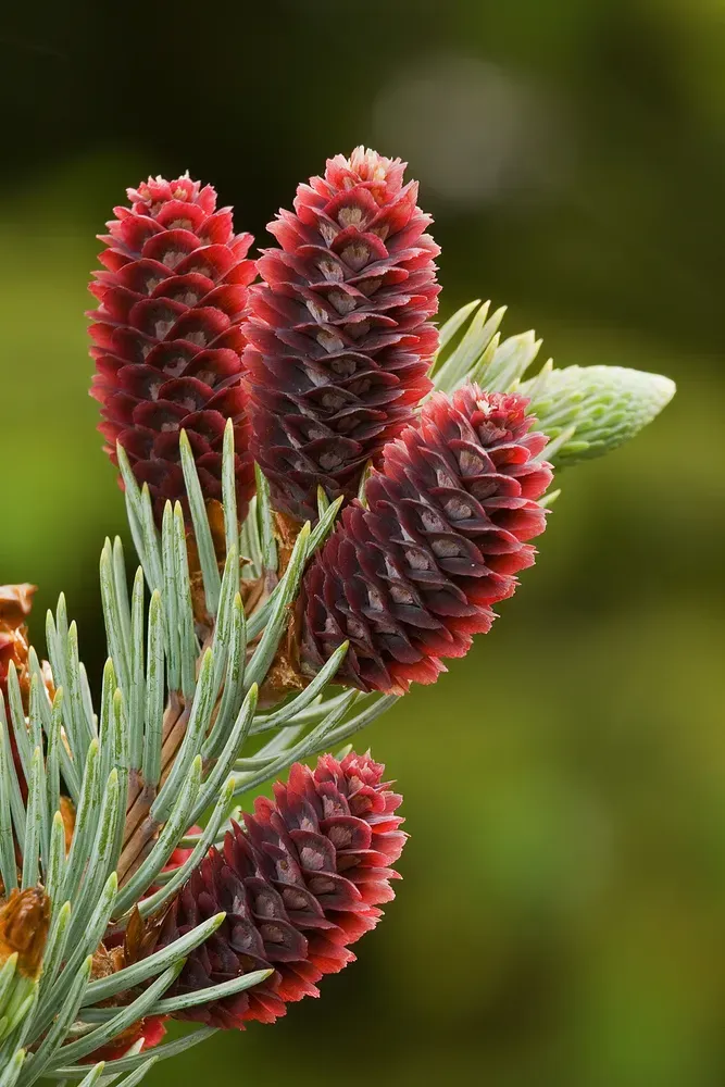 Ялина колюча 'Glauca Globosa'